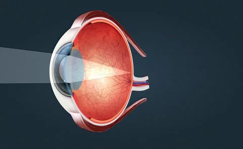 Cutaway View of a Human Eye Stock Illustration