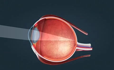 Cutaway View of a Human Eye 스톡 일러스트