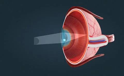 Cutaway View of a Human Eye 스톡 일러스트