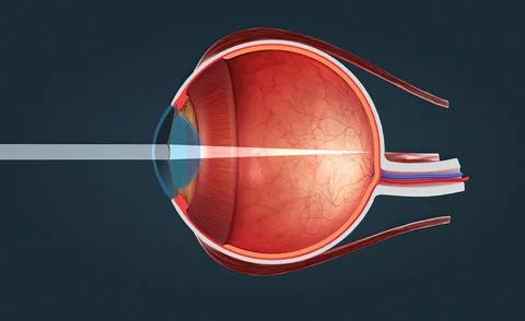 Cutaway View of a Human Eye Stock Illustration