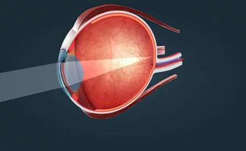 Cutaway View of a Human Eye 스톡 일러스트