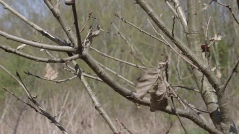 Cutaway/Close Up Leaf Blowing In Wind Stock Footage 153172586