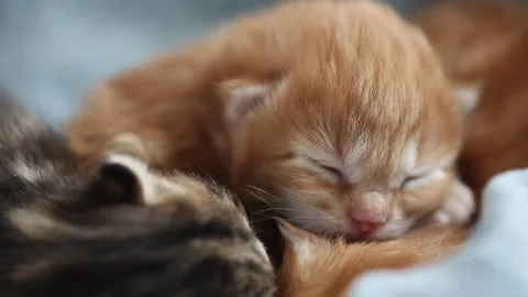 Cute 28 apr 5 Video stock 188307109