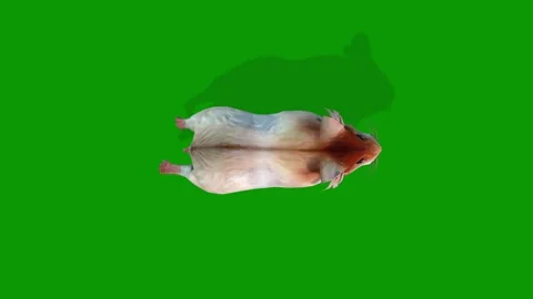 Cute 3D Hamster Animation on Green Screen Running Scene From Sky Stock Footage 311661934