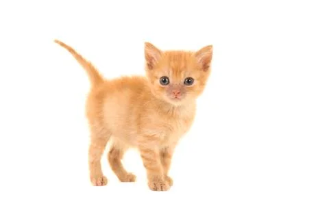 Cute 4 weeks old red ginger tabby baby cat seen from the side looking at the  Stock Photos