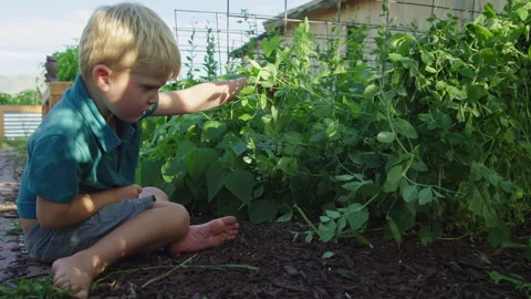 Cute 4 year old boy looks for vegetables ready to pick in snap pea garden plant Video stock 248174222