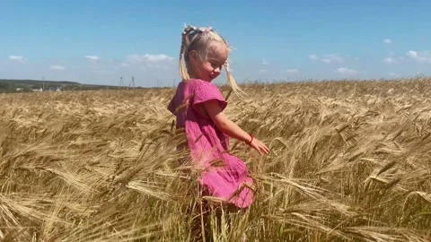 Cute 4-year-old little girl child walking through a wheat field Vidéo 346020392