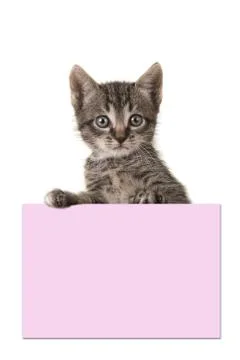 Cute 5 weeks old tabby baby cat holding a pink paper board with room for text Stock Photos