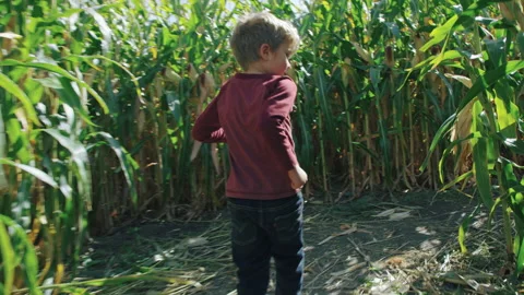 Cute 5 year old boy in red shirt runs through corn maze in close handheld Vidéo 202264182