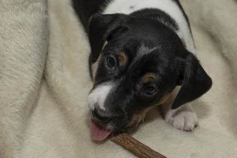 Cute 6 week old Jack Russell Terrier puppy lying in a basket chewing Stock Photos