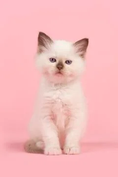 Cute 6 weeks old rag doll baby cat with blue eyes looking at the camera sitti Stock Photos