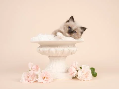 Cute 6 weeks old rag doll baby cat with blue eyes hanging over the edge of an Stock Photos