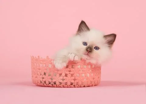 Cute 6 weeks old rag doll baby cat with blue eyes lying in a pink lace basket Stock Photos