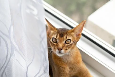 Cute Abbyssinian kitten Foto stock
