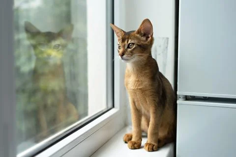 Cute Abbyssinian kitten Foto stock