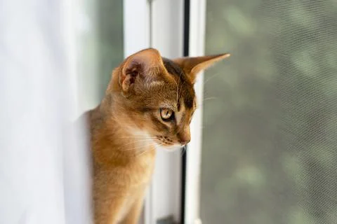 Cute Abbyssinian kitten Foto stock