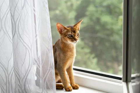 Cute Abbyssinian kitten Foto stock