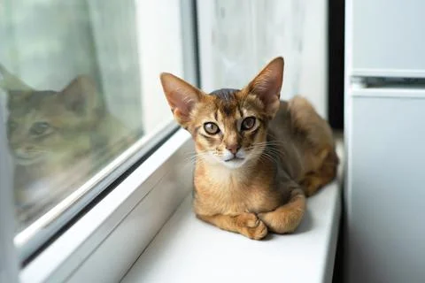 Cute Abbyssinian kitten Foto stock