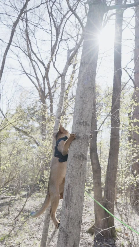Cute Abyssinian cat climbing a tree 스톡 동영상 273536796