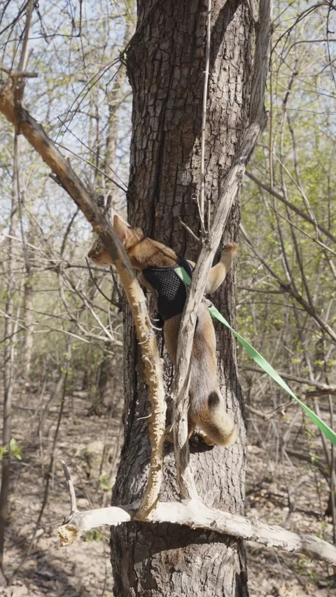 Cute Abyssinian cat climbing a tree Stock-Footage 273536825