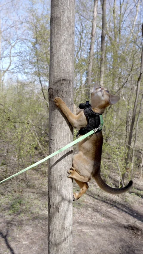 Cute Abyssinian cat climbing a tree 스톡 동영상 273536882