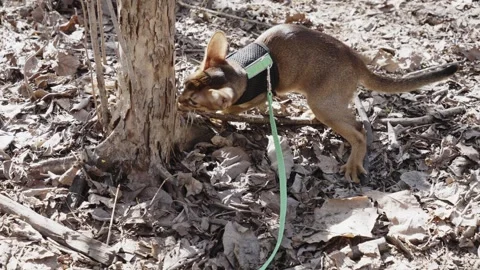 Cute Abyssinian cat climbing a tree Stockbeeldmateriaal 273568297