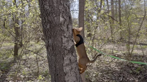 Cute Abyssinian cat climbing a tree 스톡 동영상 273568306