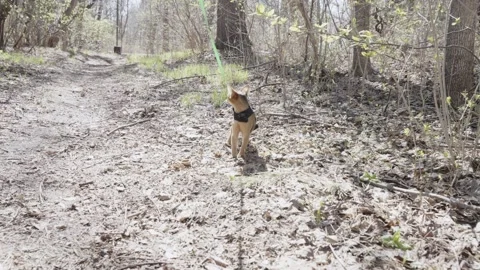 Cute Abyssinian cat climbing a tree Stockbeeldmateriaal 273568307