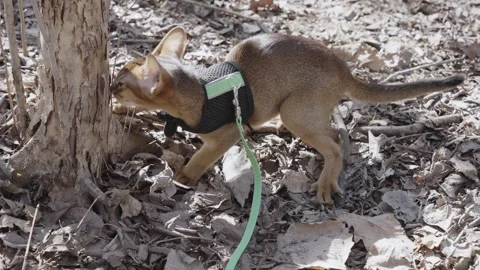 Cute Abyssinian cat climbing a tree 스톡 동영상 273568315
