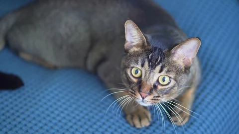 The cute Abyssinian cat lies on the bed and looks around. A pet with big eyes Stock Footage 124915880
