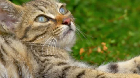 Cute, adorable brown tabby kitten in grass field Stock Footage 78560160