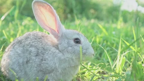 Cute adorable fluffy gray rabbit grazing on lawn of green young grass backyard Stock Footage 198913944