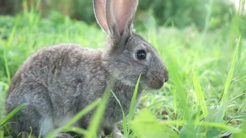 Cute adorable fluffy gray rabbit grazing on lawn of green young grass backyard Video stock 198914616