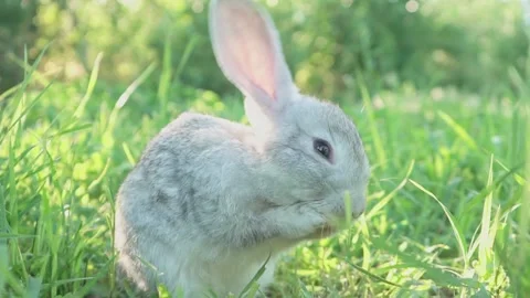 Cute adorable fluffy gray rabbit grazing on lawn of green young grass backyard Stock Footage 198914739