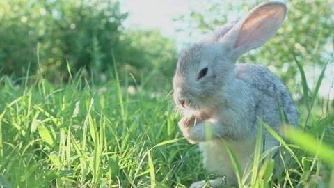 Cute adorable fluffy gray rabbit grazing on lawn of green young grass backyard Stock Footage 198914977