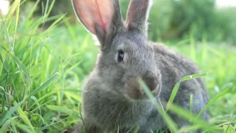 Cute adorable fluffy gray rabbit grazing on lawn of green young grass backyard Stock Footage 199400346
