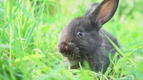 Cute adorable fluffy gray rabbit grazing on lawn of green young grass backyard Video stock 199401088