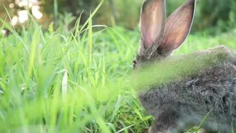 Cute adorable fluffy gray rabbit grazing on lawn of green young grass backyard Stock Footage 199401619