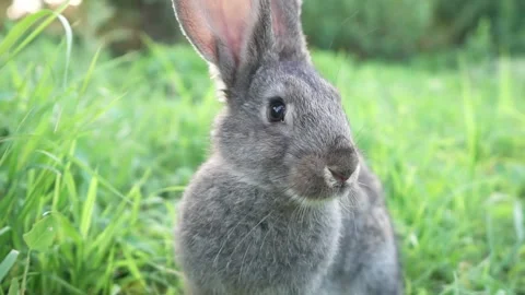 Cute adorable fluffy gray rabbit grazing on lawn of green young grass backyard Stock Footage 199496717