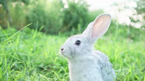 Cute adorable fluffy gray rabbit grazing on lawn of green young grass backyard Stock Footage 199496851