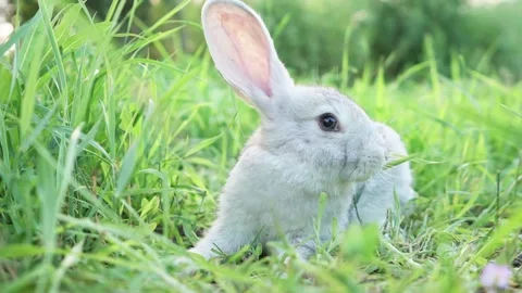 Cute adorable fluffy gray rabbit grazing on lawn of green young grass backyard Video stock 199497668