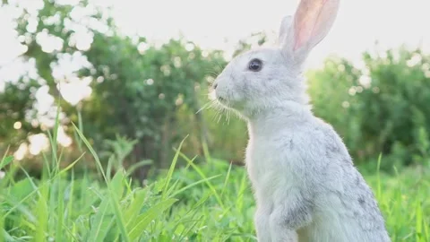 Cute adorable fluffy gray rabbit grazing on lawn of green young grass backyard Stock Footage 200237639