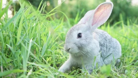 Cute adorable fluffy gray rabbit grazing on lawn of green young grass backyard Video stock 200238074