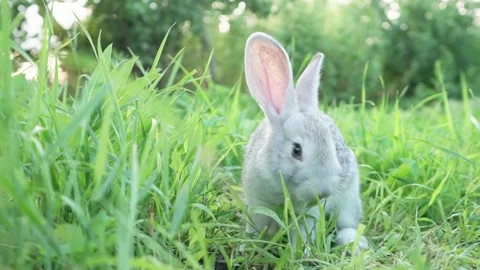 Cute adorable fluffy gray rabbit grazing on lawn of green young grass backyard Stock Footage 200705287