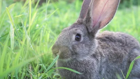 Cute adorable fluffy gray rabbit grazing on lawn of green young grass backyard Stock Footage 200870800