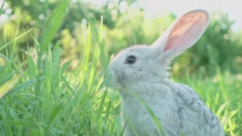 Cute adorable fluffy gray rabbit grazing on lawn of green young grass backyard Stock Footage 200870821