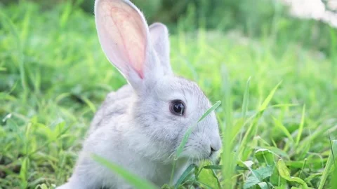 Cute adorable fluffy gray rabbit grazing on lawn of green young grass backyard Stock Footage 200994225