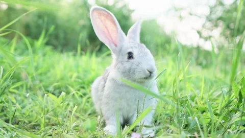 Cute adorable fluffy gray rabbit grazing on lawn of green young grass backyard Video stock 200994232