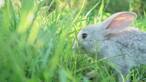 Cute adorable fluffy gray rabbit grazing on lawn of green young grass backyard Stock Footage 200994386