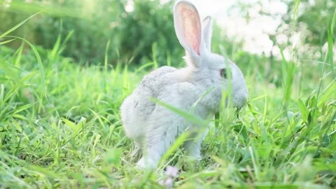 Cute adorable fluffy gray rabbit grazing on lawn of green young grass backyard Video stock 200994414